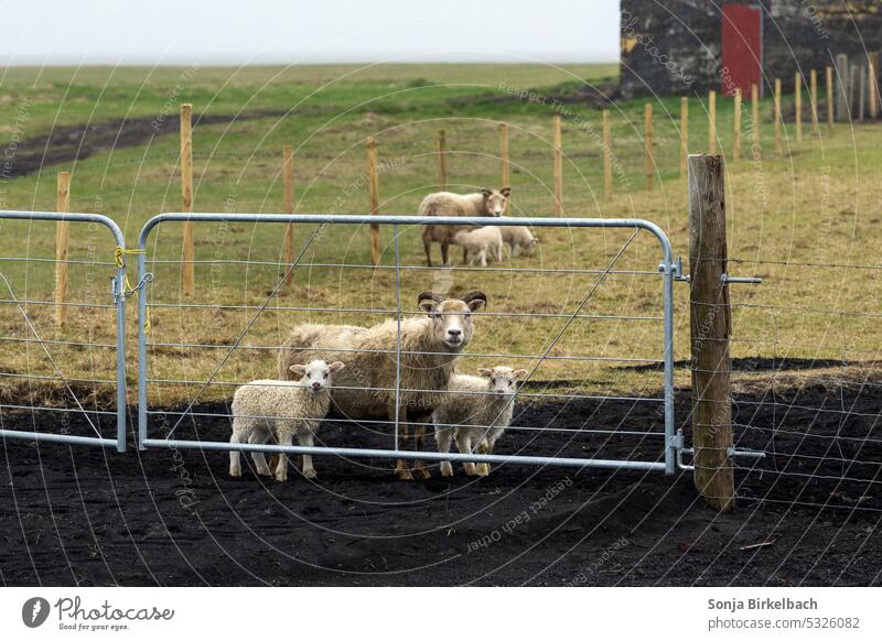 Coming Home.... Sheep Lamb Farm Landscape Village Stable Gate Fence Rain Wait inquisitorial iceland trip Iceland Icelandic Meadow Willow tree Wool Cute