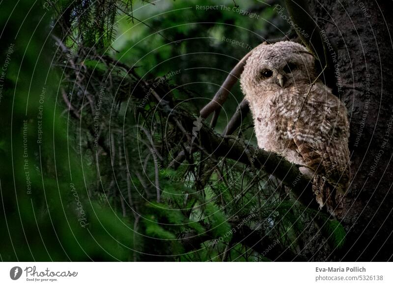 young tawny owl in dark forest on a coniferous tree nature photography eyes Nature bird species wildbird Species diversity feathers plumage Close-up Bird