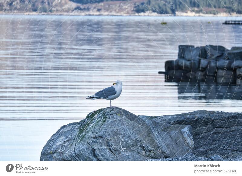 seagull standing on a rock by the fjord in Norway. Seabird in Scandinavia. Landscape stone wing beak animal large nature beach yellow scandinavia norway island