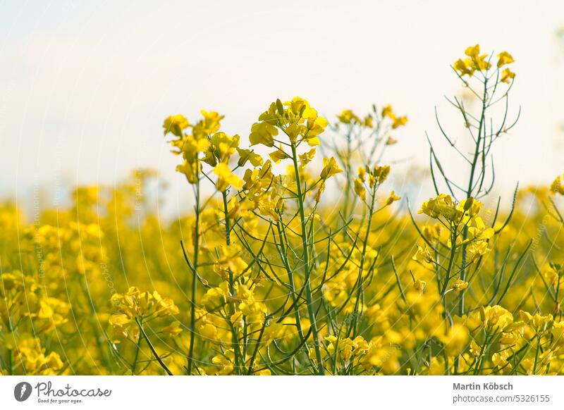 Rape with yellow flowers in the canola field. Product for edible oil and bio fuel rape green cooking oil blossom sky summer agriculture beauty background spring