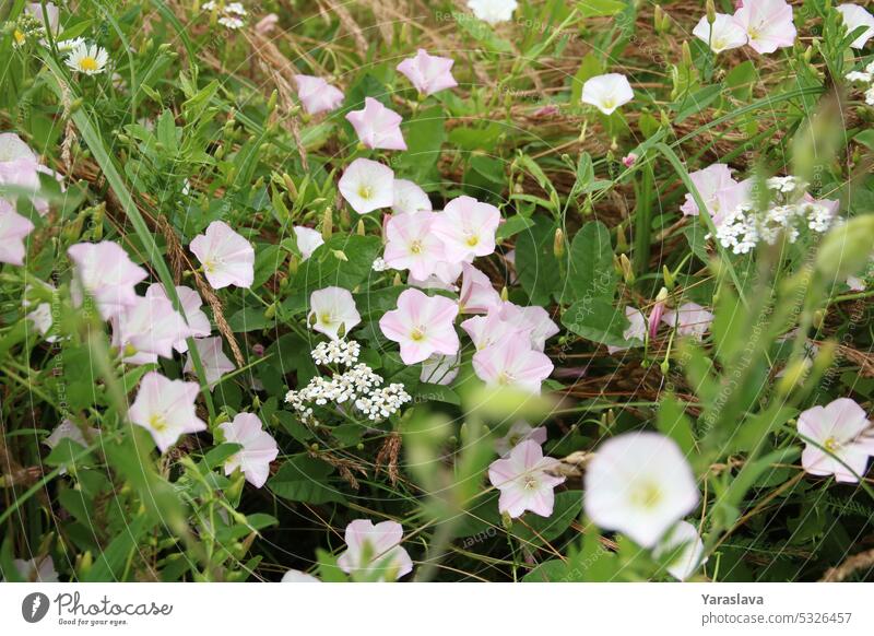 A photo of a lot of field creeper in close-up flower blossom convolvulus wildflower plant nature white botany flora bindweed natural pink summer colours