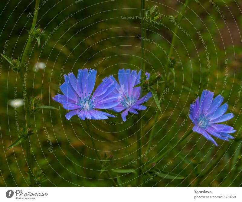 Close-up photo of a blue chicory flower wild nature blossom plant summer petal flora floral wildflower background bloom closeup season meadow no people
