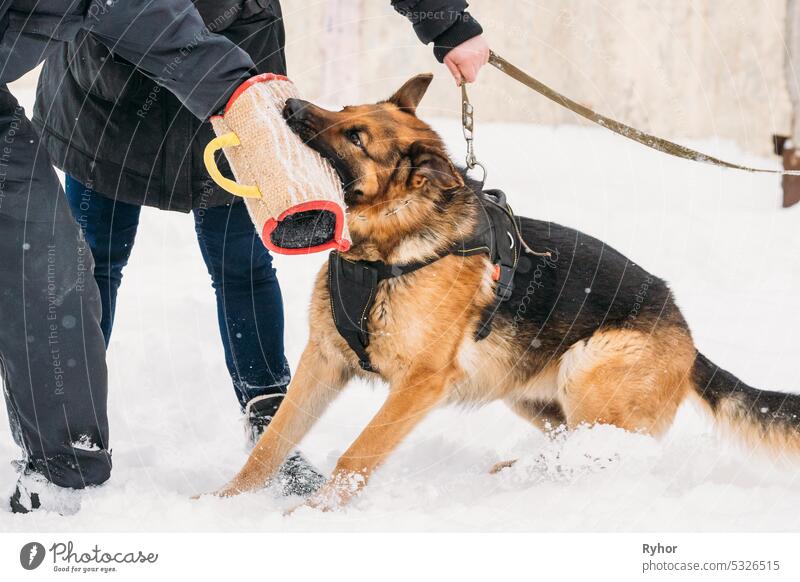 Training Of Purebred German Shepherd Young Dog Or Alsatian Wolf Dog. Attack And Defence. Winter animal dog pet Deutscher Deutscher dog GSD German Shepherd Dog