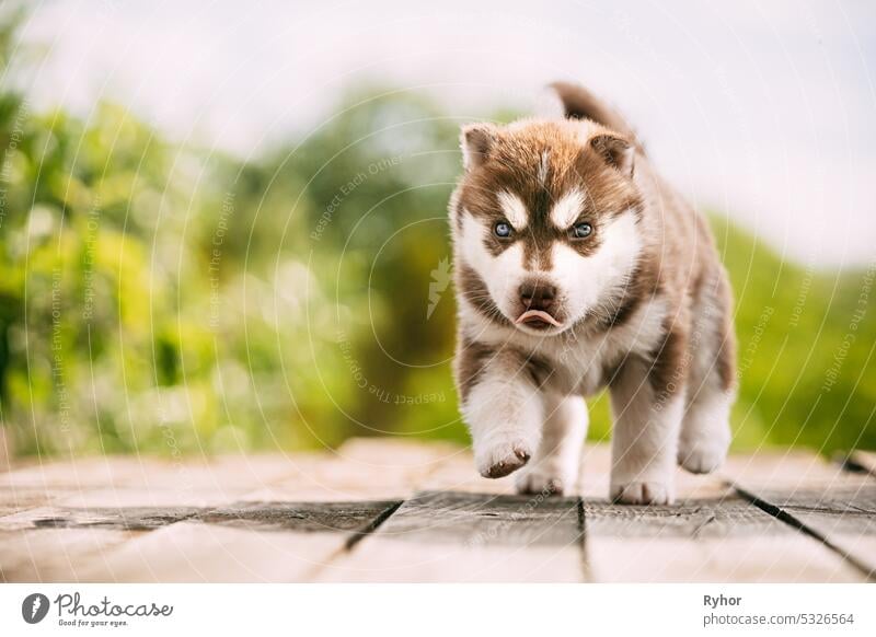 Four-week-old Husky Puppy Of White-brown Color Standing On Wooden Ground. dog small animal beautiful beauty breed canine color cute domestic outdoor pedigree