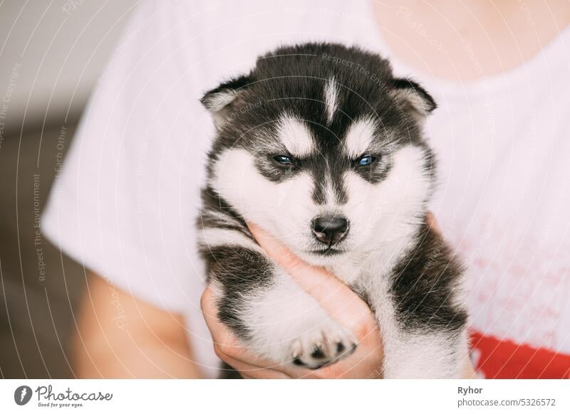 Four-week-old Husky Puppy Of White-gray-black Color Close Up Portrait dog small animal beautiful beauty breed canine color close up cute domestic pedigree pet