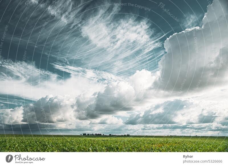 Cumulus Clouds Above Corn Field In Spring Summer Cloudy Day. Harvest Corn Season. Stratus Clouds Over Rural Field. Sky With Clouds On Horizon. Good Weather Conception. Agricultural Background