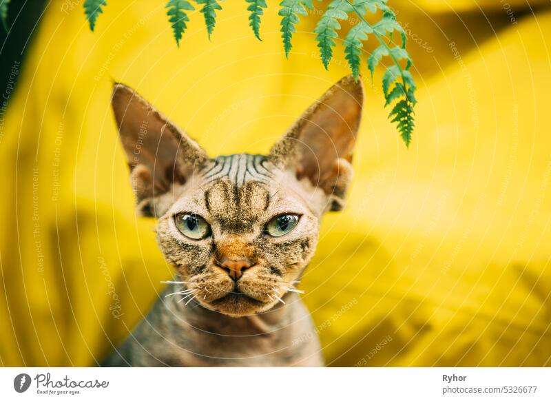 Cats Portrait With Fern Leaves. Cute Funny Curious Playful Beautiful Devon Rex Cat Looking At Camera. Devon Rex Cat With Dark Brown Tabby Fur Color. Green Eyes. Amazing Happy Pets. Yellow Background