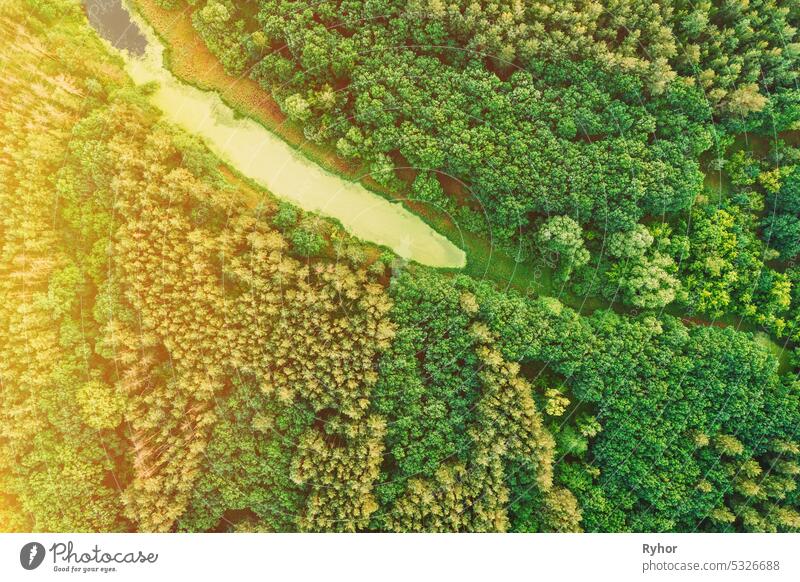 Aerial View Green Forest Woods And Small Marsh, Bog, Swamp Pond Landscape In Summer Sunny Day. Top View Of Beautiful European Nature From High Attitude In Summer Season. Nature Pollution Concept