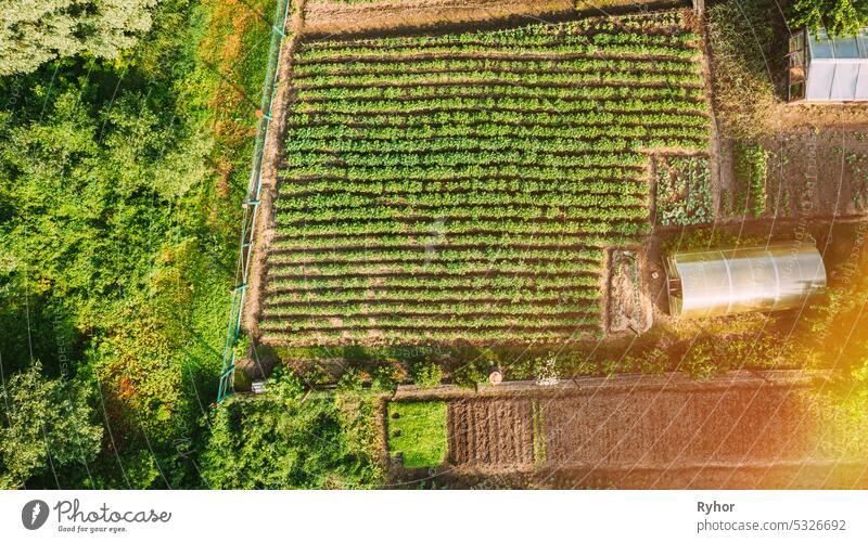 Close-up Aerial View On House Of Small Village. House And Vegetable Garden. Home Plantation At Summer Day. Village Garden. Household Plot settlement state