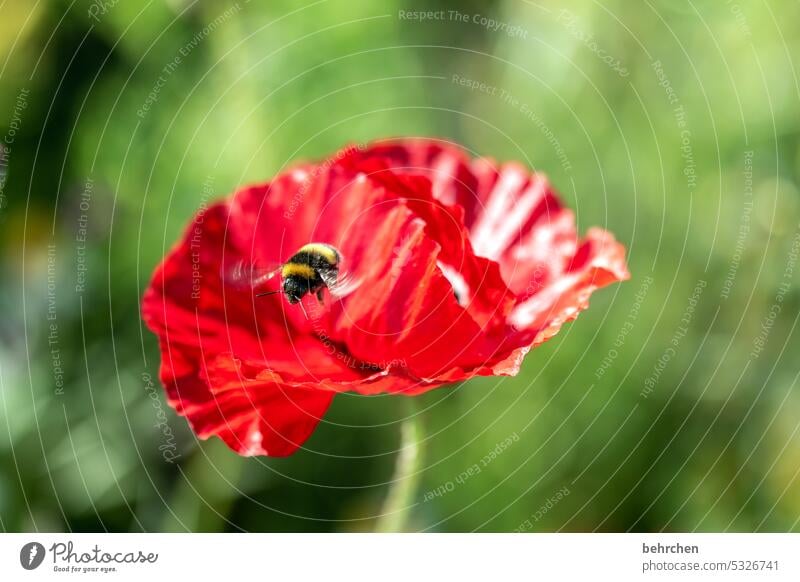 hummel hummel - poppy poppy Close-up Meadow pretty Agricultural crop Blossom leave Deserted Environment Wild plant Colour photo Exterior shot Red Plant Nature