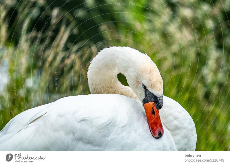 majestically Mute swan Majestic Swan plumage Sunlight Exterior shot Colour photo Love of animals Bird Fantastic Close-up Grand piano Animal protection