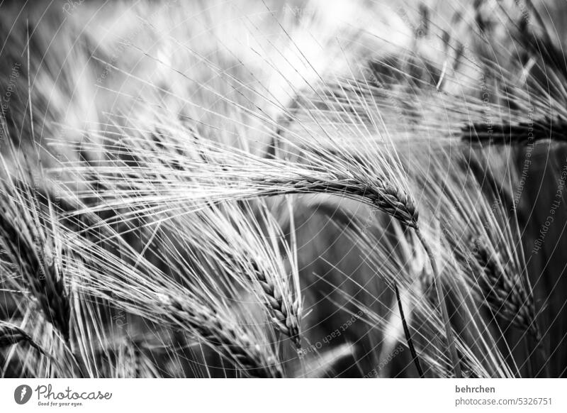 importance spike Field Grain Summer Grain field Barley Rye Agriculture Cornfield Ear of corn Agricultural crop Deserted Harvest Nature idyllically Wheat Food