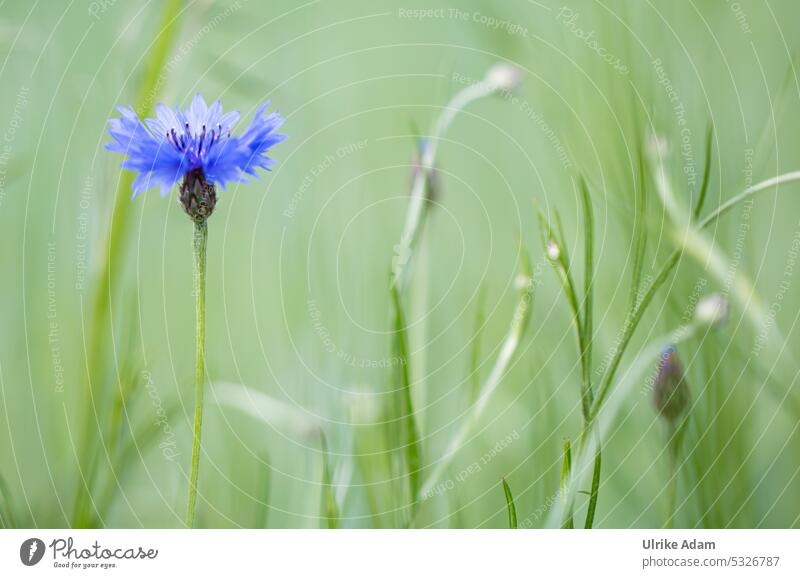 Mainfux| On the way in the meadows - macro of a cornflower blurriness Neutral Background Deserted Macro (Extreme close-up) Detail Close-up Exterior shot Grass