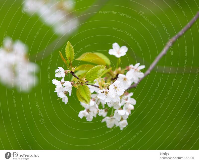 white cherry blossoms against green background Cherry blossom Blossom Blossoming Cherry tree Branch Shallow depth of field Beauty in nature Deserted