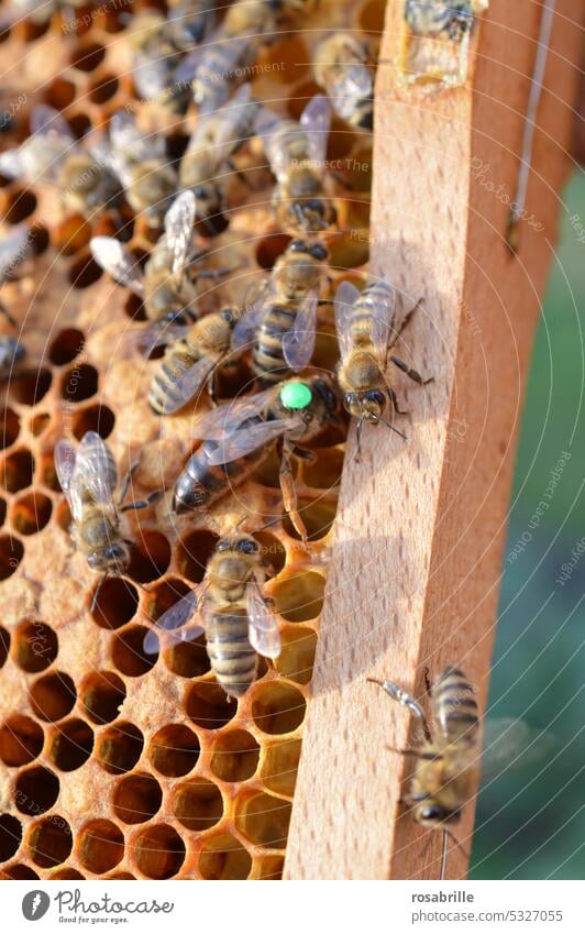 Queen bee with green year mark on honeycomb in colony | juxtaposition Honey bee queen bee bee colony Honeycomb Bee Beehive Bee-keeping Insect beekeeping
