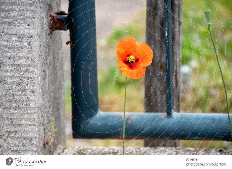 MainFux | Poppy on its own Poppy blossom Fence outside cordon uncontrolled growth long-handled Meadow flower Small Blossom pretty Plant Loneliness