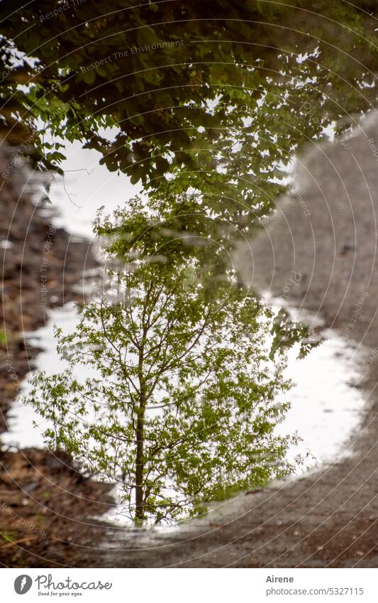 Life in water Puddle reflection Tree Green Street Twigs and branches Plant Nature Gloomy Leaf Hope foliage Rain Rainy weather Chestnut tree Birch tree Weather