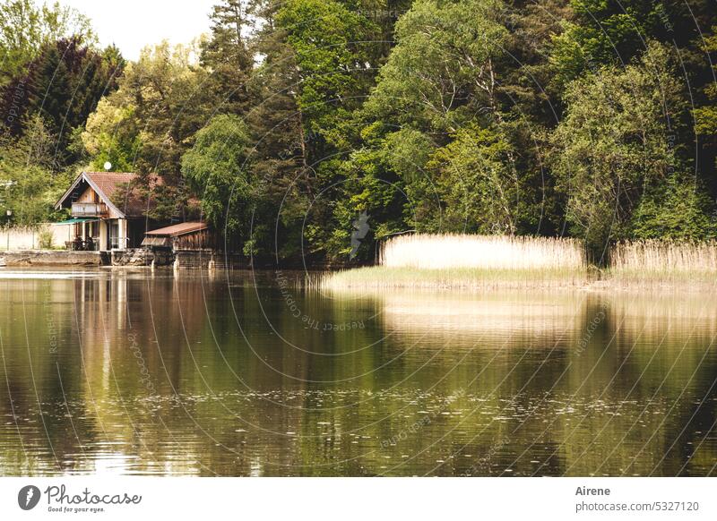 away from the hustle and bustle Calm Relaxation Lake Hut Boathouse Lakeside Beautiful weather Water Idyll Wooden house Reflection Green Pond Peaceful Loneliness