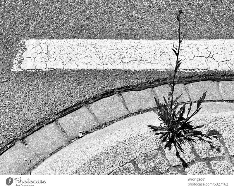 unsaleable | who buys something like that? topic day unverkaüflich Street Pavement Street boundary Street refuge Paving stone asphalt surface Close-up