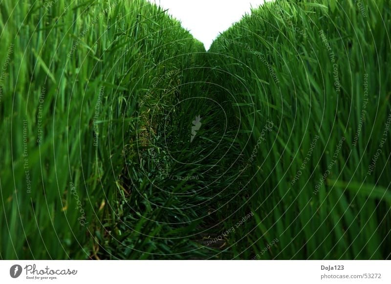 Tunnel view in green Field Forest path Wheat Tunnel vision Horizon Vanishing point Green Leaf Stalk Safe haven Narrow Pester One-sidedness Compulsion Aimless