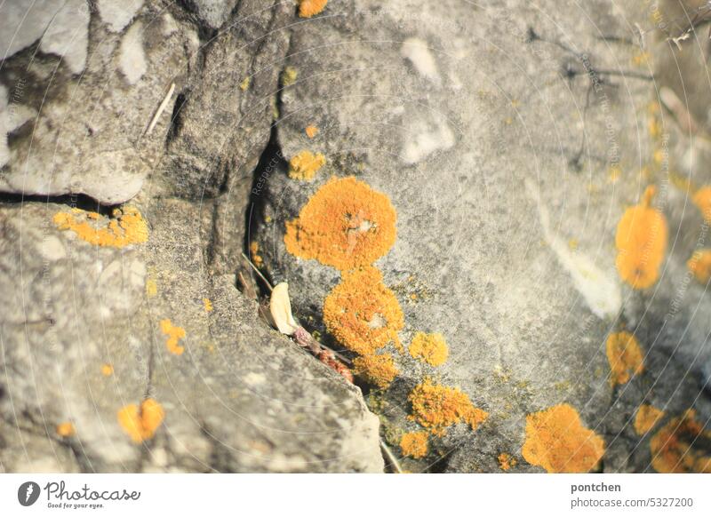 round yellow lichens on rocks by the sea Plant Rock Ocean Yellow Round Deserted Nature Exterior shot Stone Colour photo Lichen