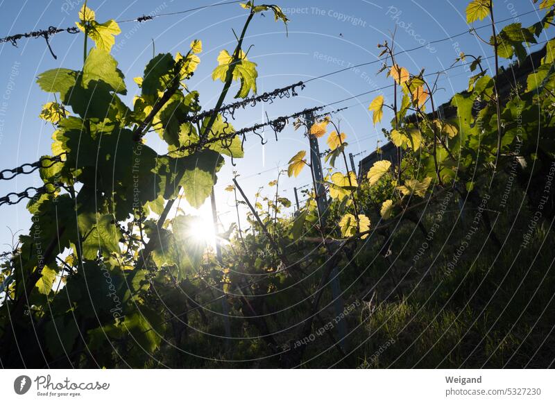 Vine leaves in the sun vine Franconia Vineyard Sun Growth vines White wine