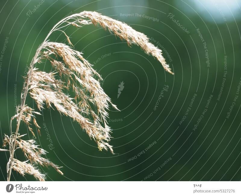 Nahaufnahme Grassamen Gräser Samen Allergie allergisch Pollenflug Aussaat säen aussäen Verbreitung verbreiten Grashalm Grashalme dem Wind aussetzen