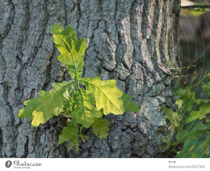 Old oak tree, young shoot on trunk Tree Oak tree Oak log fresh green fresh oak leaves Spring Growth Detail Oxygen Nature Force Unwavering Light green Tree trunk