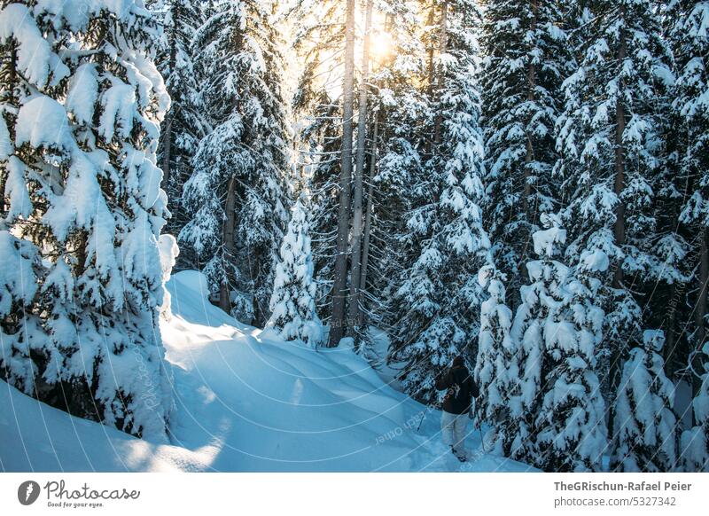 Snowy forest with sunlight Winter Switzerland Cold Beautiful weather Sunlight Forest Landscape White Tree Colour photo Calm Winter vacation snowshoeing Woman