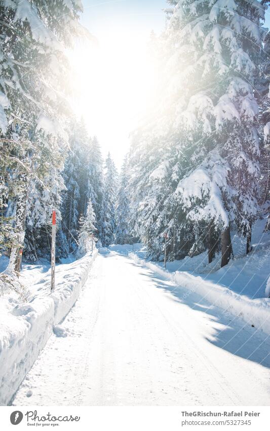 Snowy road with back light and sunshine Winter Switzerland Cold Beautiful weather Sunlight Forest Landscape White Tree Colour photo Calm Winter vacation snowy