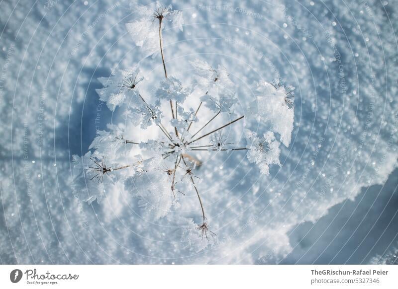 Snowy plant with snow in background Winter Cold Beautiful weather White Colour photo snowy cold season Wet Detail Macro (Extreme close-up) Snow crystal fragile