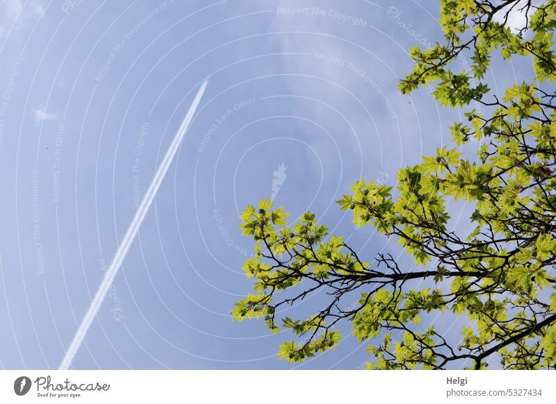 Mainfux-UT | contrail of airplane next to branches with fresh green leaves against blue sky Tree Branch two Green Fresh Spring Sky Vapor trail Worm's-eye view