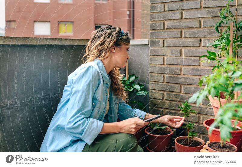 Woman checking plants of urban garden on terrace while holding digital tablet in hand rooftop woman female gardener gardening leaf patio apartment residential