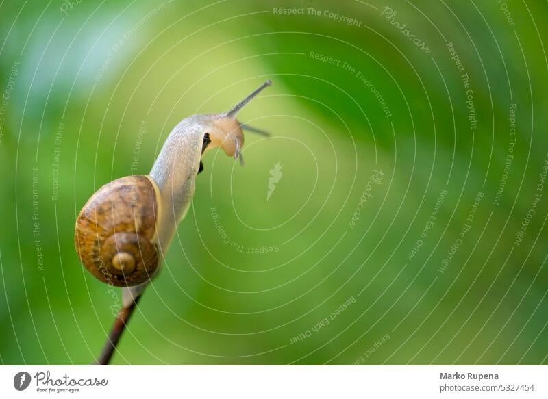 A snail eating a plant animal background closeup detail environment fresh garden gastropod green invertebrate macro mollusk nature outdoor shell slime slimy