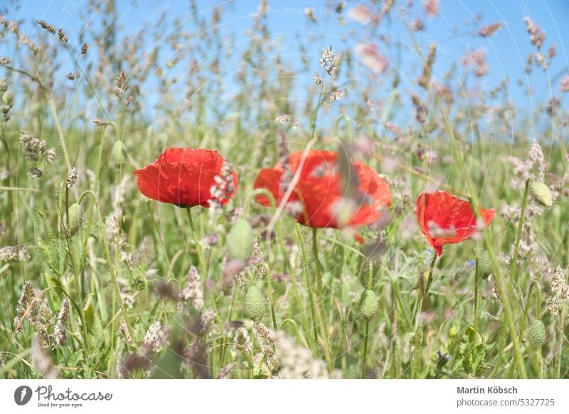 Poppies dreamy in corn field. Red petals in green field. Agriculture on the roadside Poppy grain wheat meadow sky red nature agriculture cultivation natural