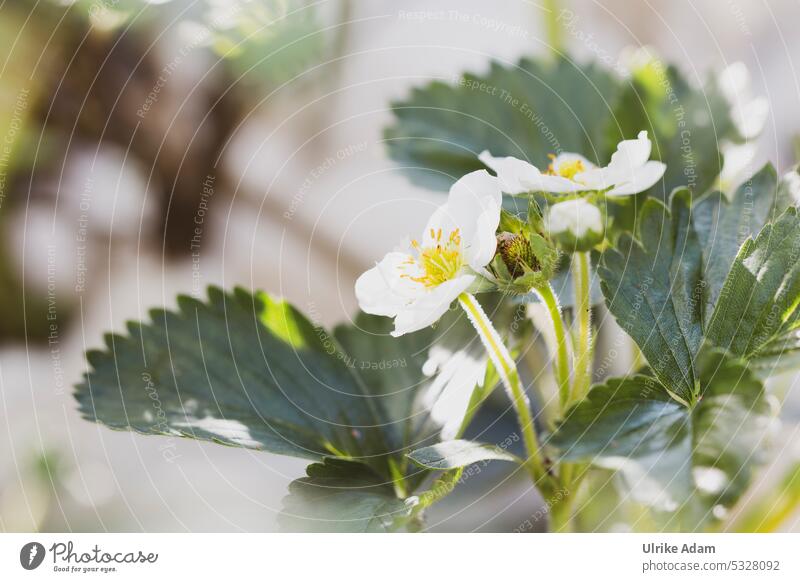 strawberry blossom Strawberry fruits blossoms Spring Berries Garden Plant extension Blossoming White