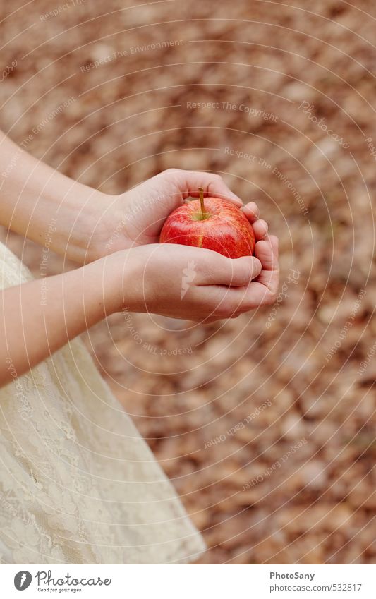This story with the apple... Apple Hand Fingers Bright Retro Warmth Soft Brown Red Snow White Fairy tale Leaf Colour photo Exterior shot Day Blur