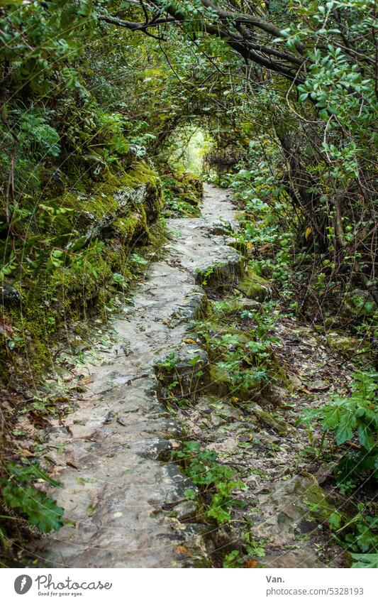 This way Lanes & trails off Forest Virgin forest Plant Tree Green Wild Ethnic Stone Tunnel Moss Nature Deserted Hiking Madeira Exterior shot Landscape Branch