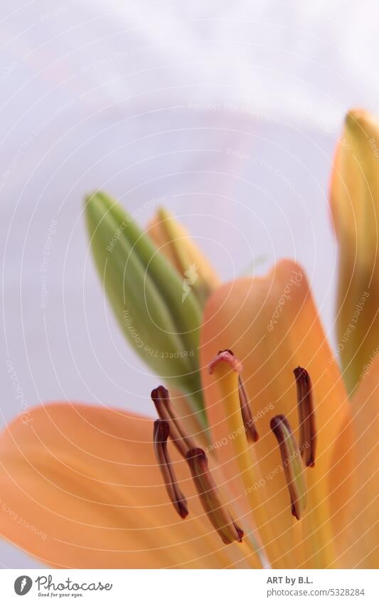 Lily cutout close up lily Orange Stamp Blossom bud Close-up Colour photo Summer Flower flower Nature Garden macro flora floral lily bud Noble Delicate