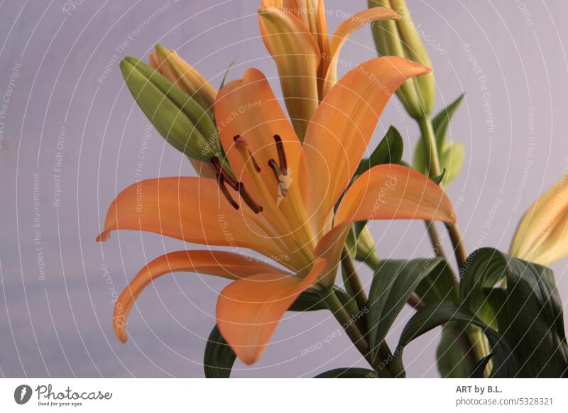 Lily in full beauty lily Orange Stamp Blossom bud Close-up Colour photo Summer Flower flower Nature Garden macro flora floral Noble Delicate lily leaves