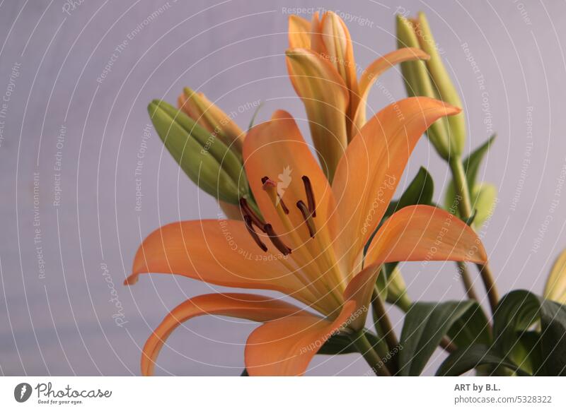Natural beauty lily Orange bud Summer Close-up Garden Delicate Noble Flower Colour photo Stamp Blossom Nature flower flora floral Lily blossom lily leaves macro