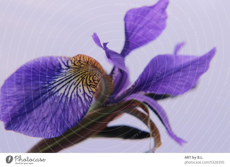 The miracle of nature "Iris flower leaves fibers Close-up Blossom leave flowery light blue structure detail Blue iris Flower Garden Nature Spring Blossoming