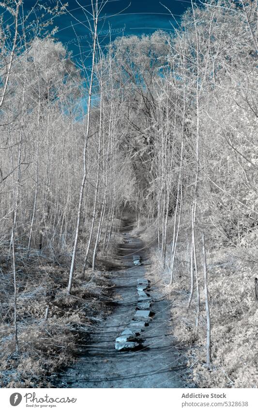Solitary walkway among frosted young trees in winter sunny day snowy path blue sky infrared woodland rime forest plant frozen trail hoarfrost cold narrow