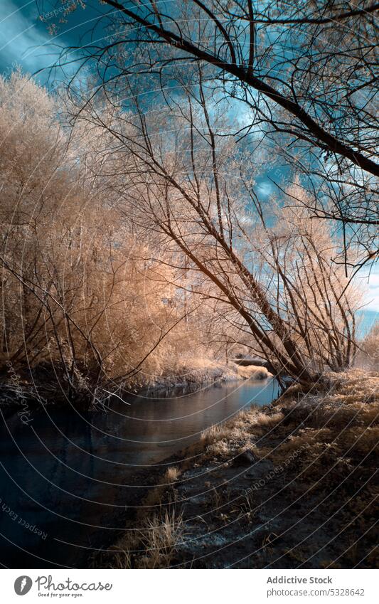 Calm river flowing in winter woodland under dramatic cloudy blue sky shore forest snowy tree frost water rime infrared coast nature idyllic silent frozen