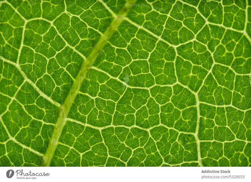 Enlarged green leaf structure with yellow lines texture plant natural environment fresh background bright growth greenery botany nature ecology creative floral