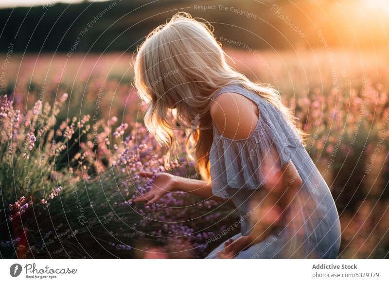 Woman standing near blooming flowers woman lavender field smell sunset nature blossom enjoy aroma female harmony countryside fragrant summer sundown peaceful