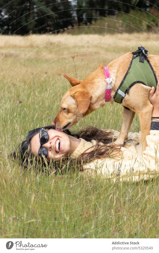 Cheerful woman in sunglasses playing with dog meadow pet lick grass collar summer female animal field owner companion happy cheerful canine sunlight friend