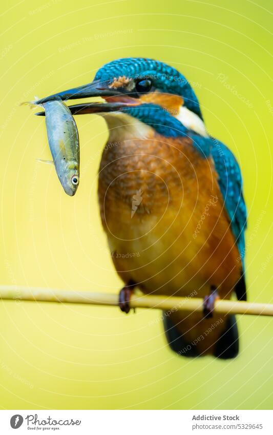 Colorful kingfisher on branch with fish in beak - a Royalty Free