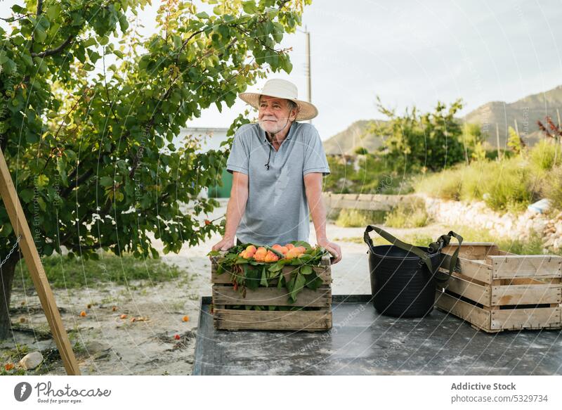 Senior farmer with fresh peaches in garden man gardener harvest fruit agriculture ripe box cultivate male stand aged country farmland vitamin wooden countryside