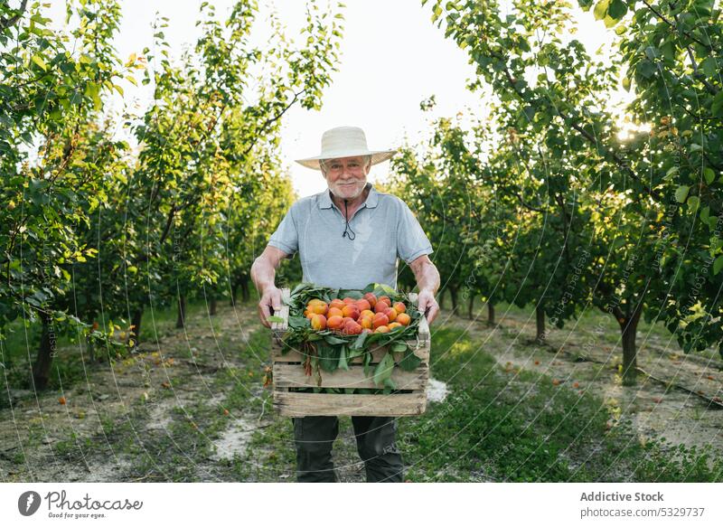 Cheerful aged male farmer showing ripe harvested apricots man countryside crate fruit agriculture cheerful smile happy fresh box senior beard straw hat